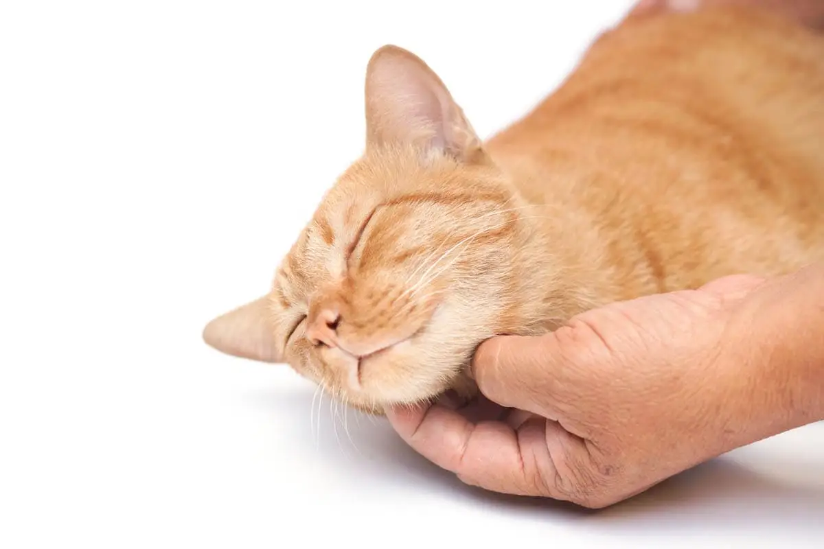 Cat purring