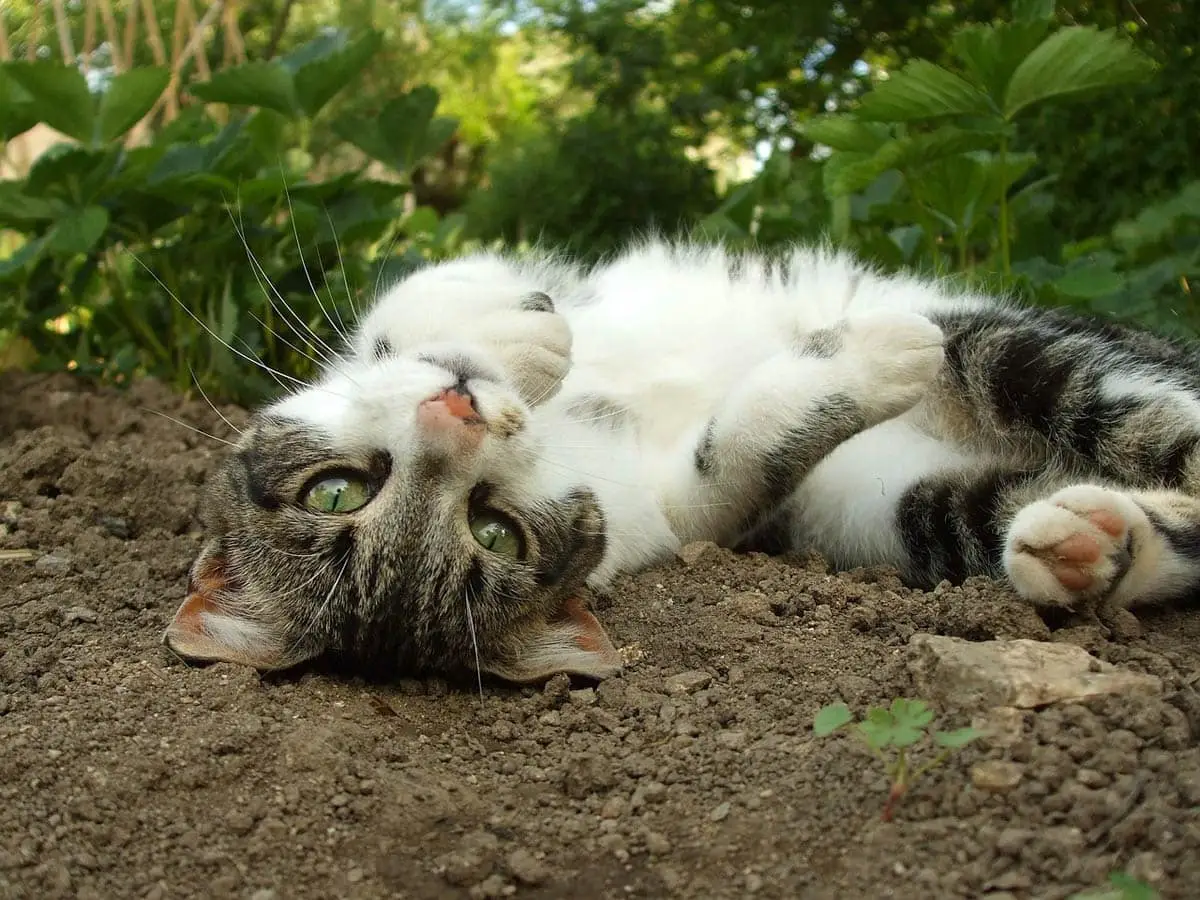 Why do cats roll in the dirt?