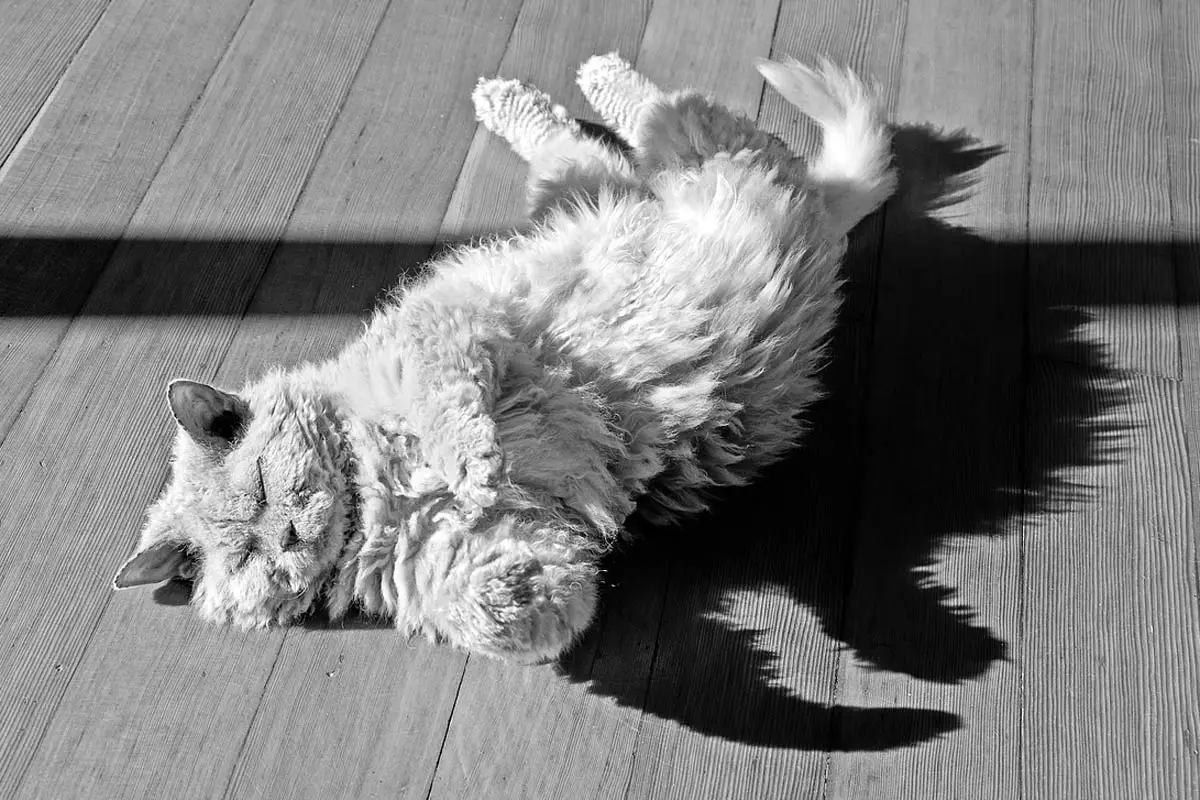 Gato rodando, ¿ese rollo de gatos?