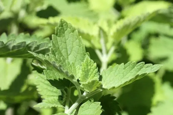 What is catnip?