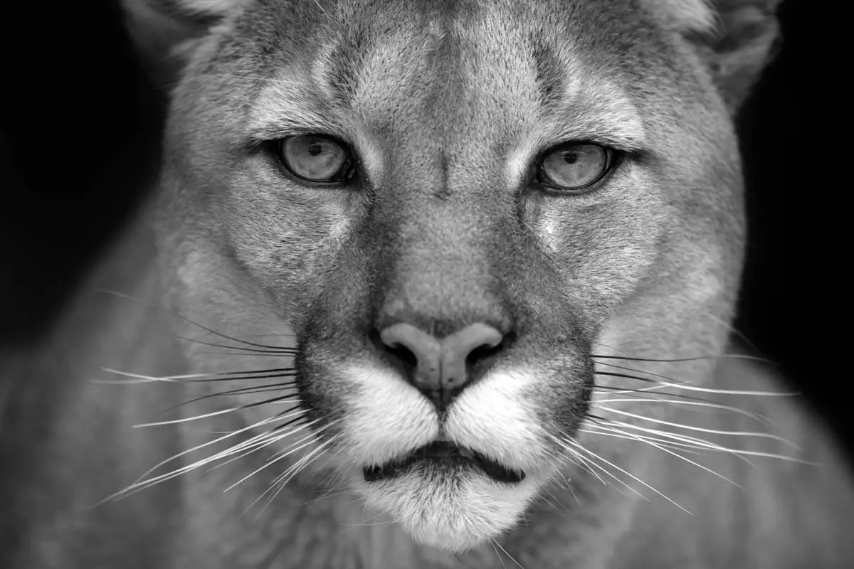 Large cats have round pupils