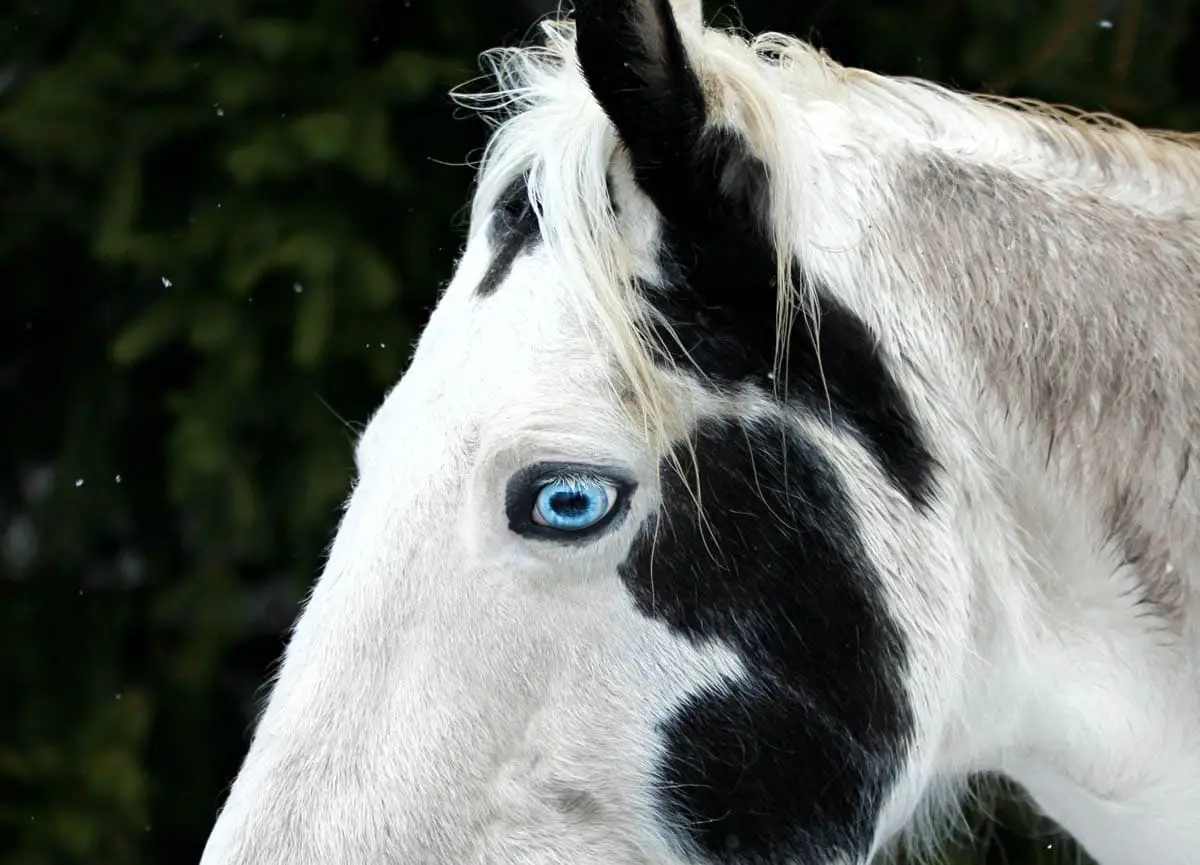 Horses have horizontal pupils
