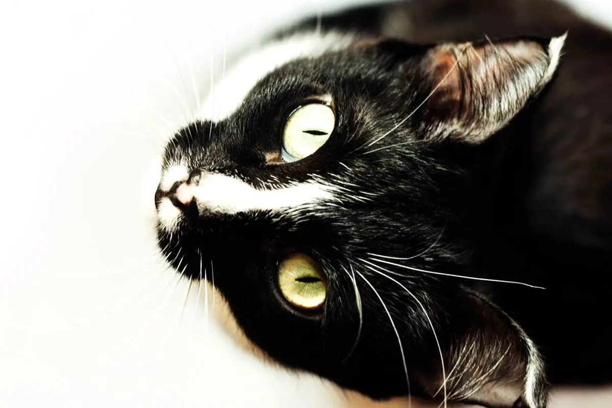 Por que os gatos alongaram os alunos (elíticos)?