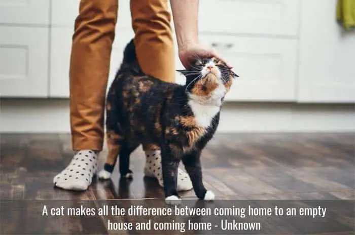Coming home to a cat