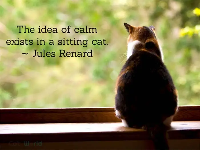 The idea of calm exists in a sitting cat