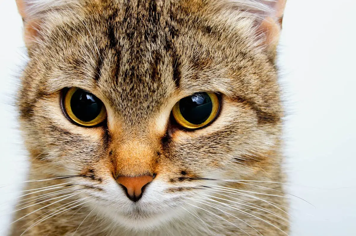 40 bedste citater fra katte - berømte katte