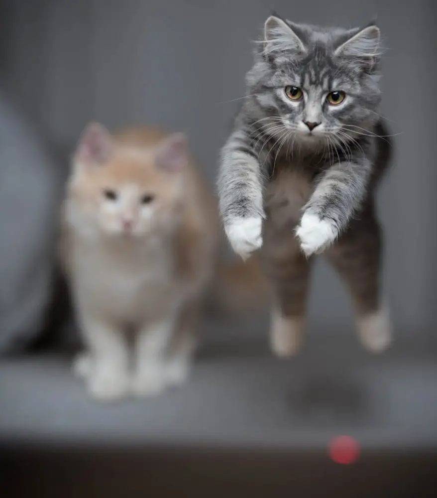Cat chasing a laser pointer