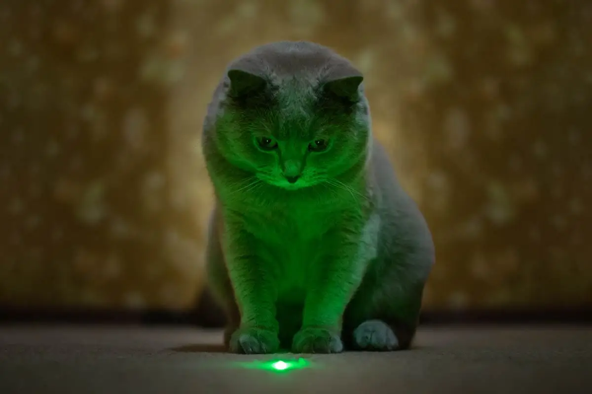 Cat playing with a laser pointer