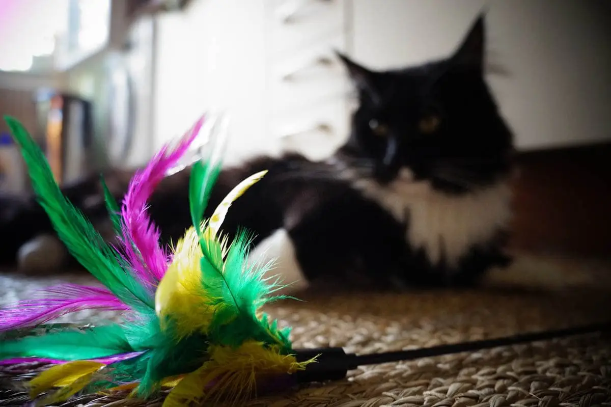 Cat wand toy