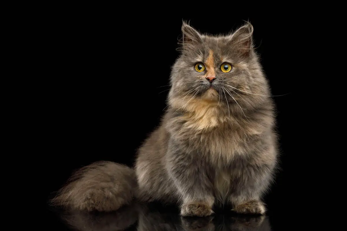 Longhaired Munchkin cat