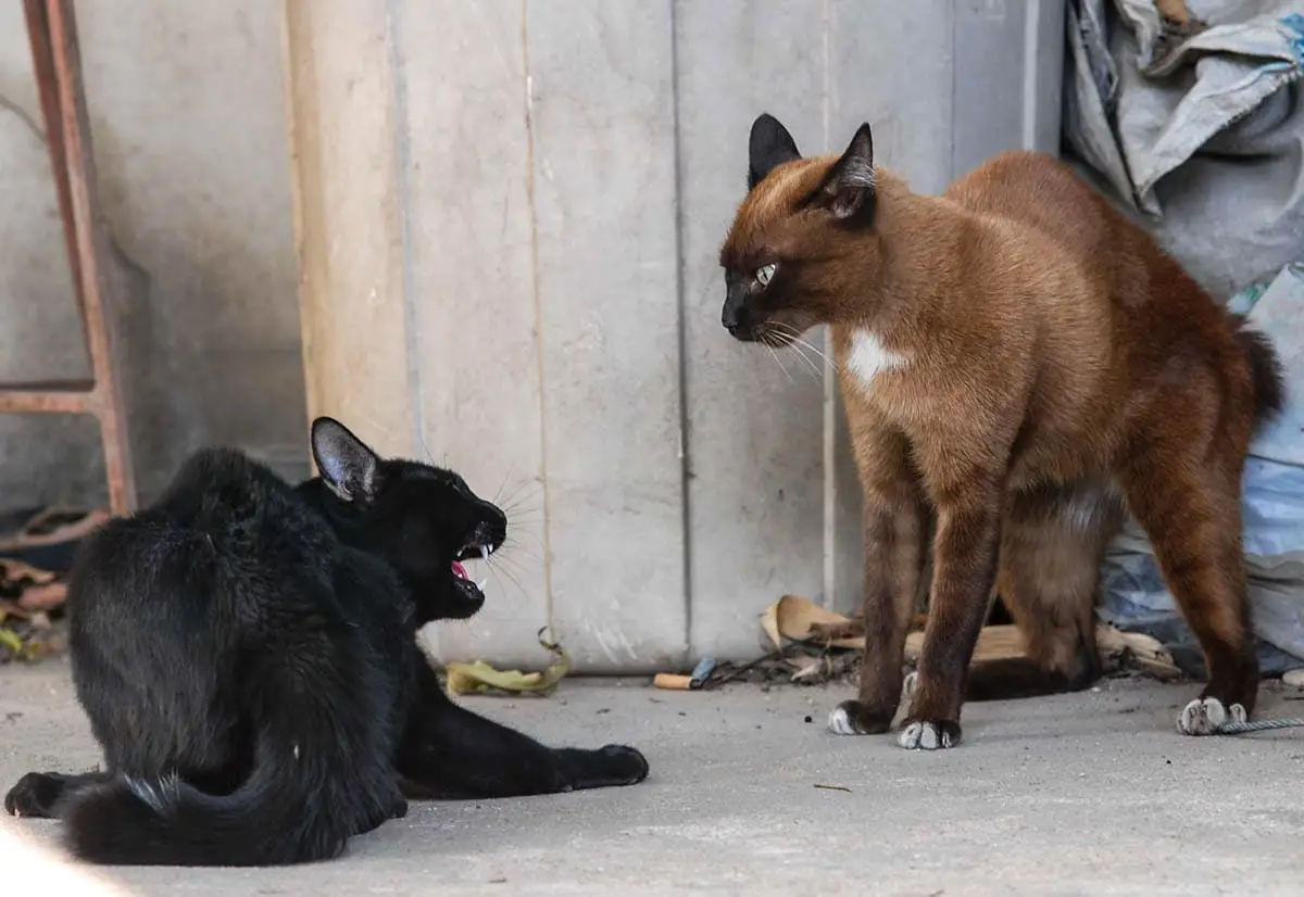 Two cats fighting