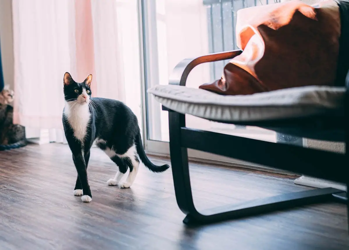 ¿Por qué los gatos van a las personas a las que no les gustan?