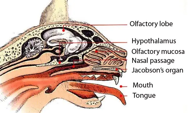Olfactory