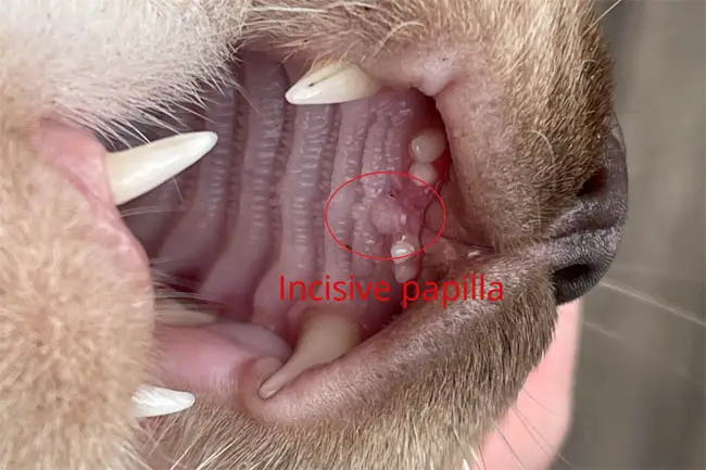 Incisive papilla