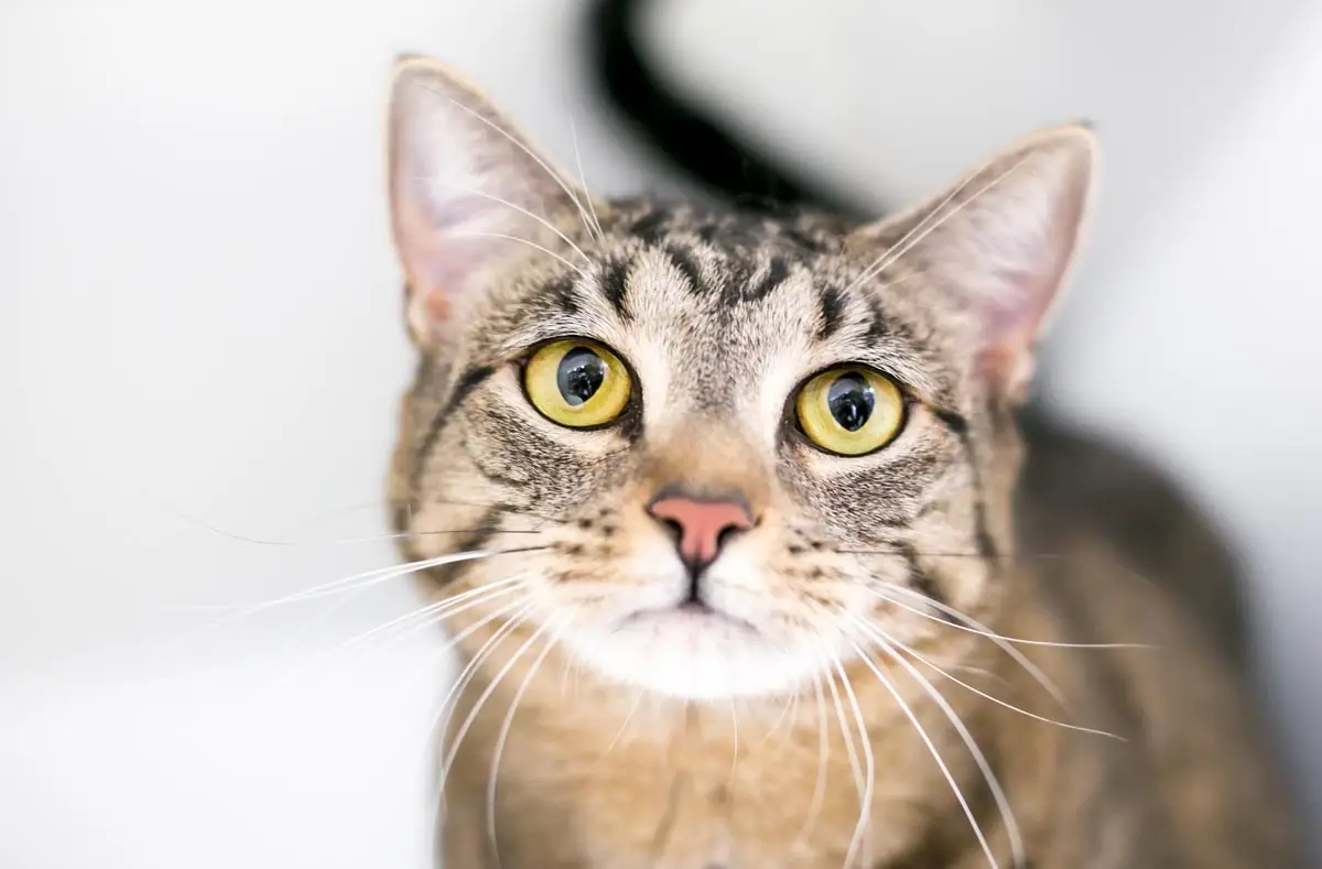 Close up of a brown tabby moggy