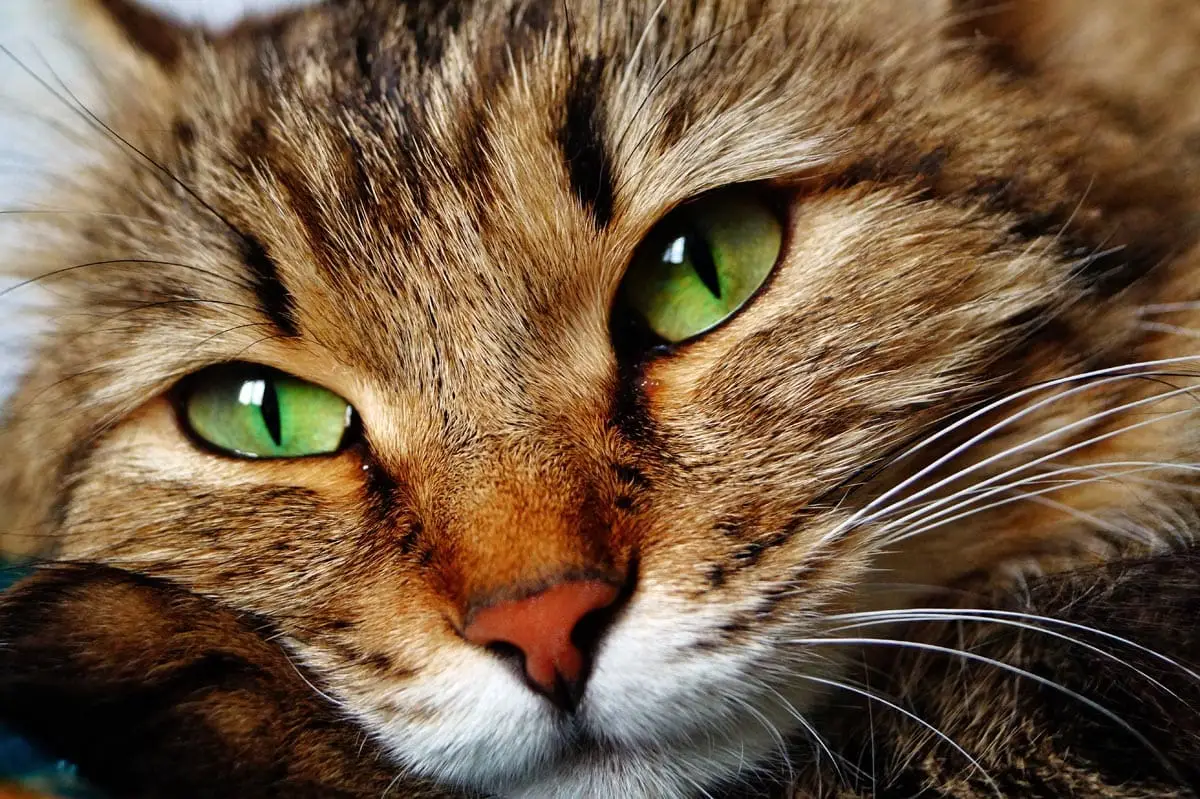 Close up of a brown tabby moggy
