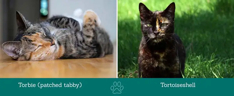 Torbie vs tortie cat
