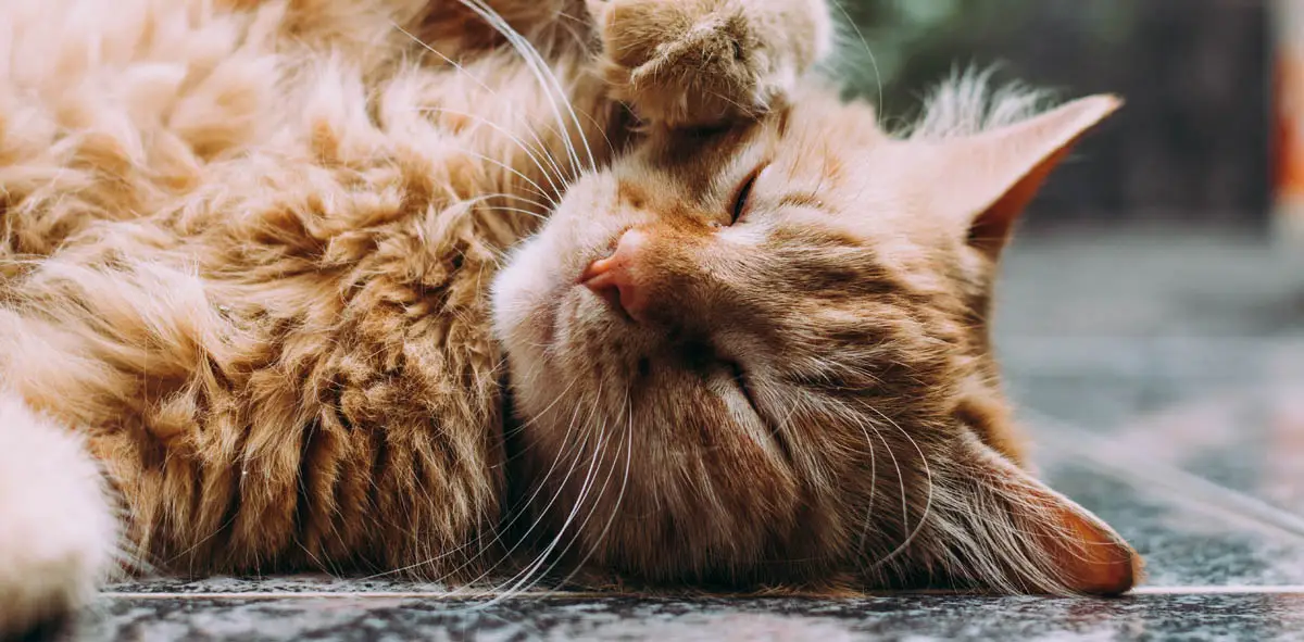 Días de conciencia y salud de Cats-Janela a diciembre de 2019
