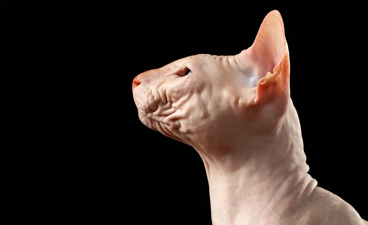Sphynx cat