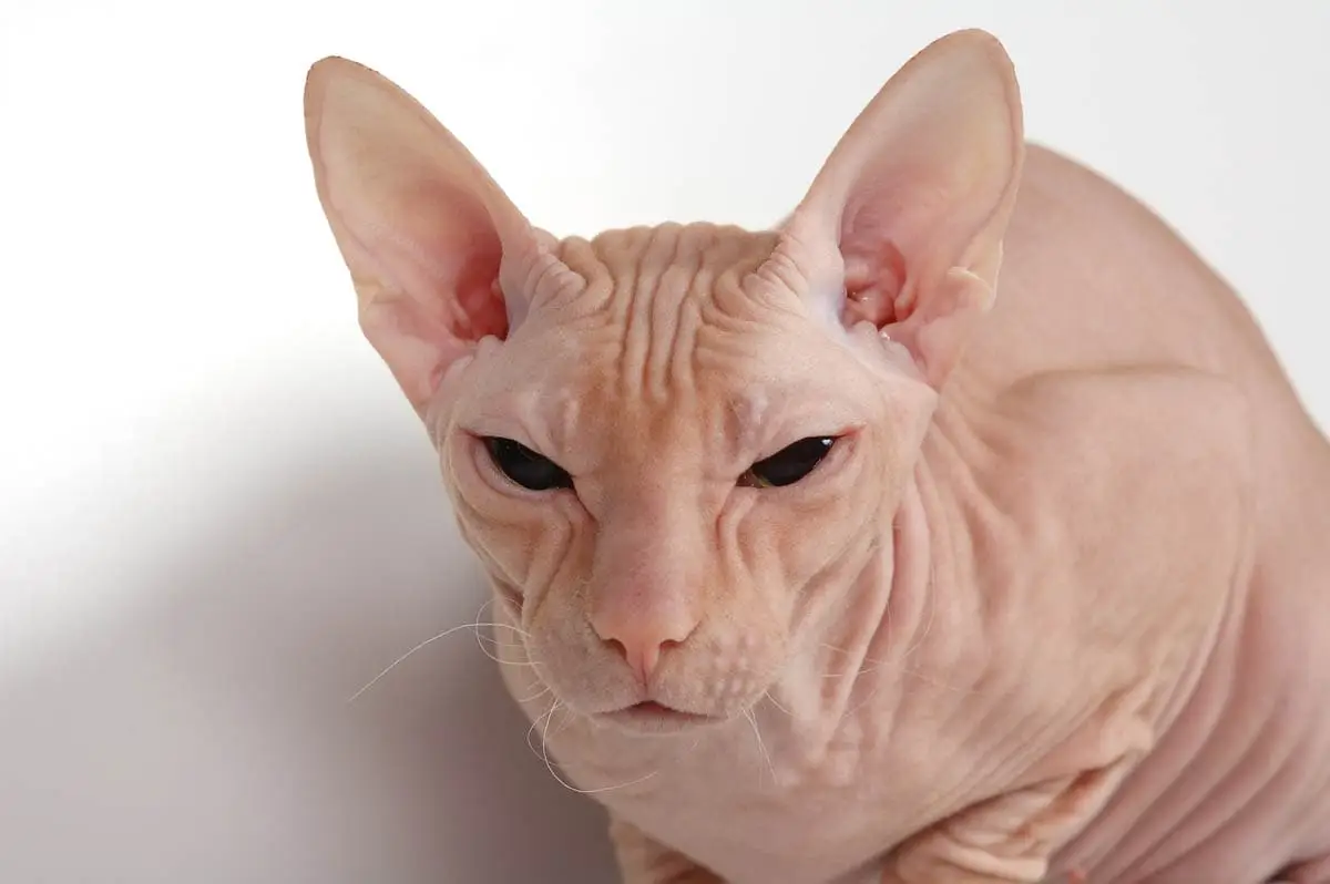 Don Sphynx