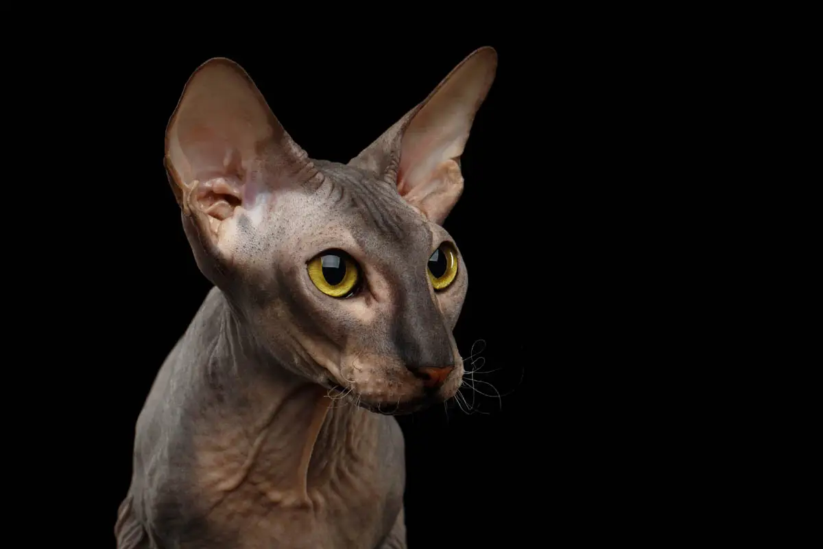 Peterbald cat