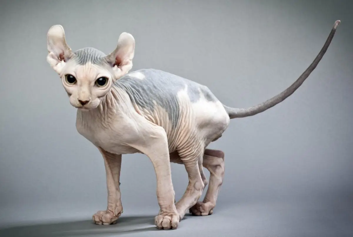 Elf cat