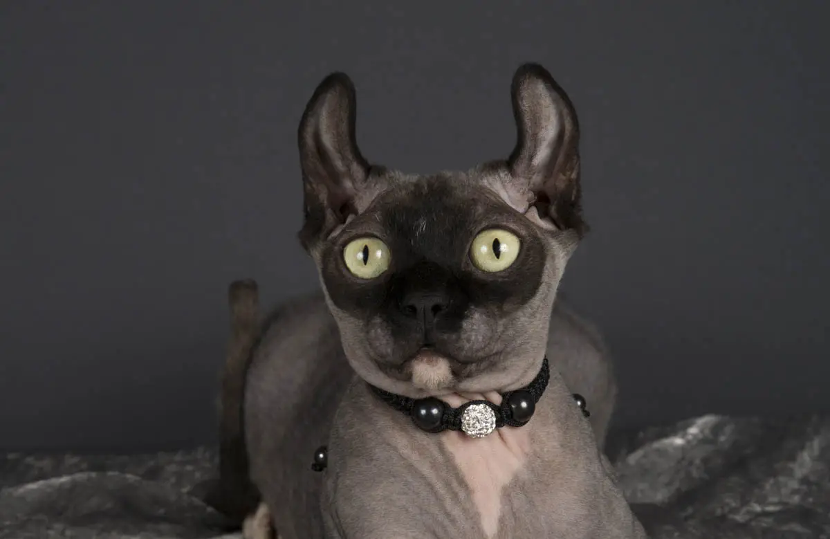 Dwelf cat