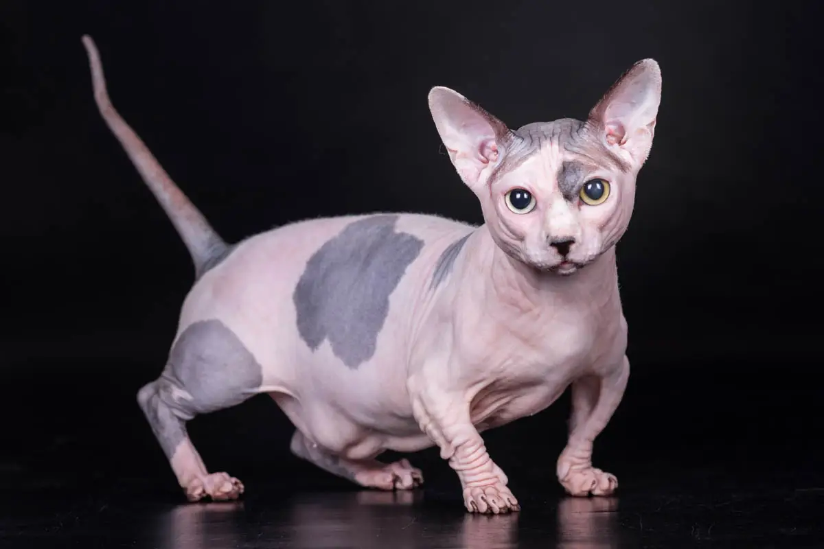 Bambino cat