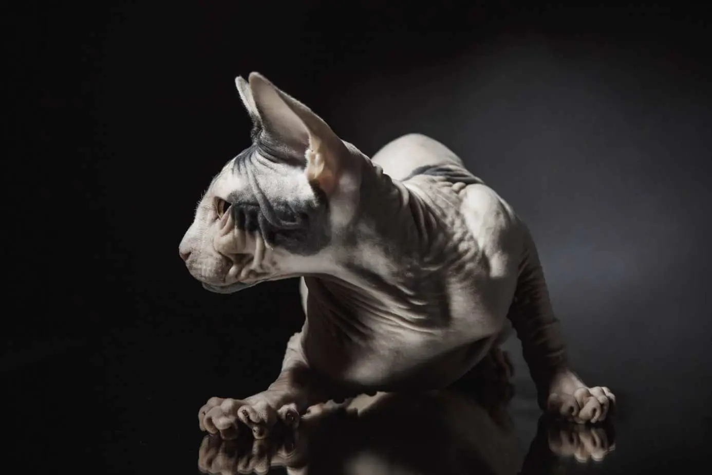 Sphynx cat