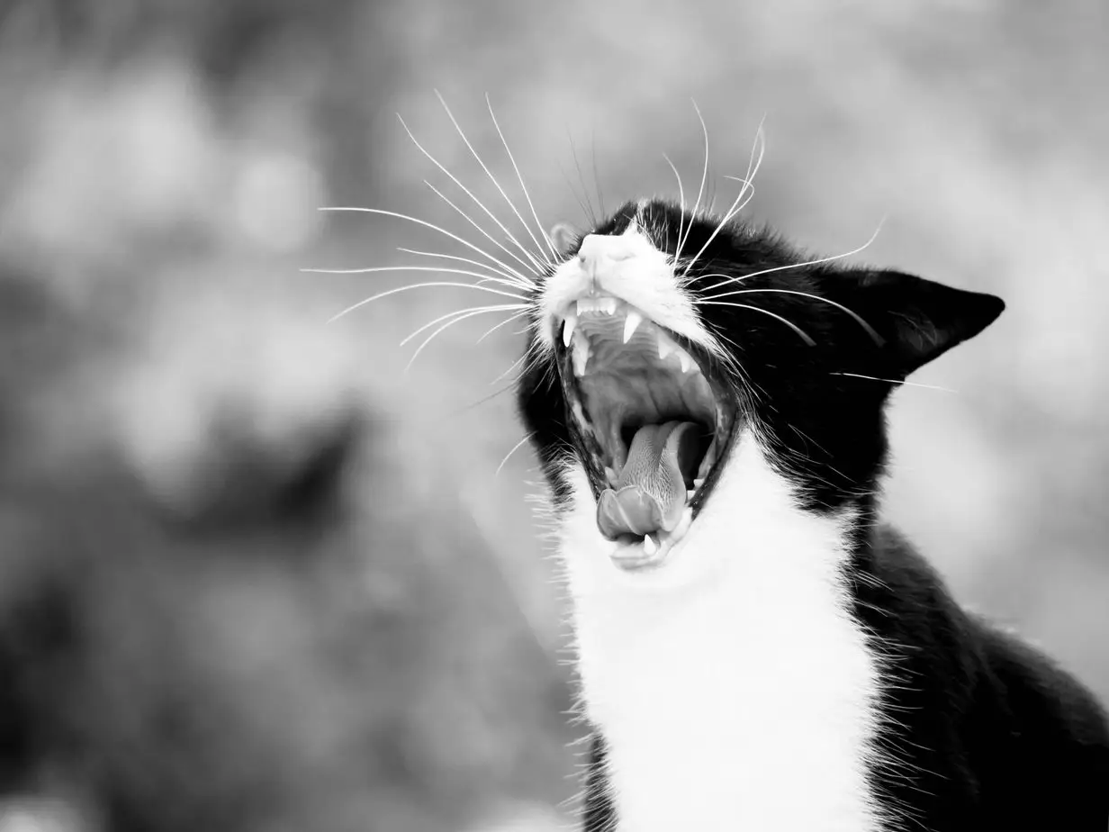 Cat yawning