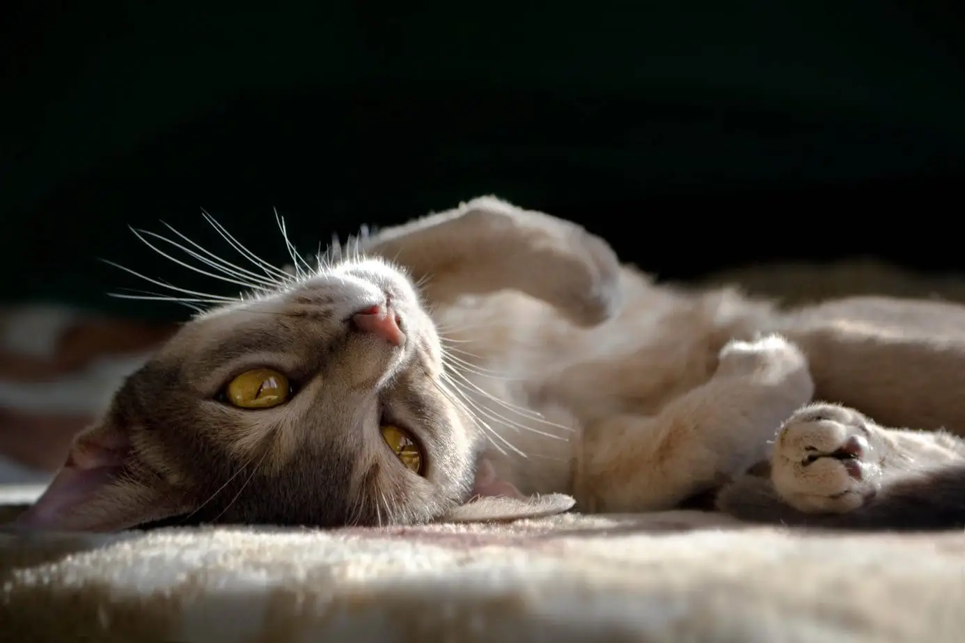 Abyssinian cat
