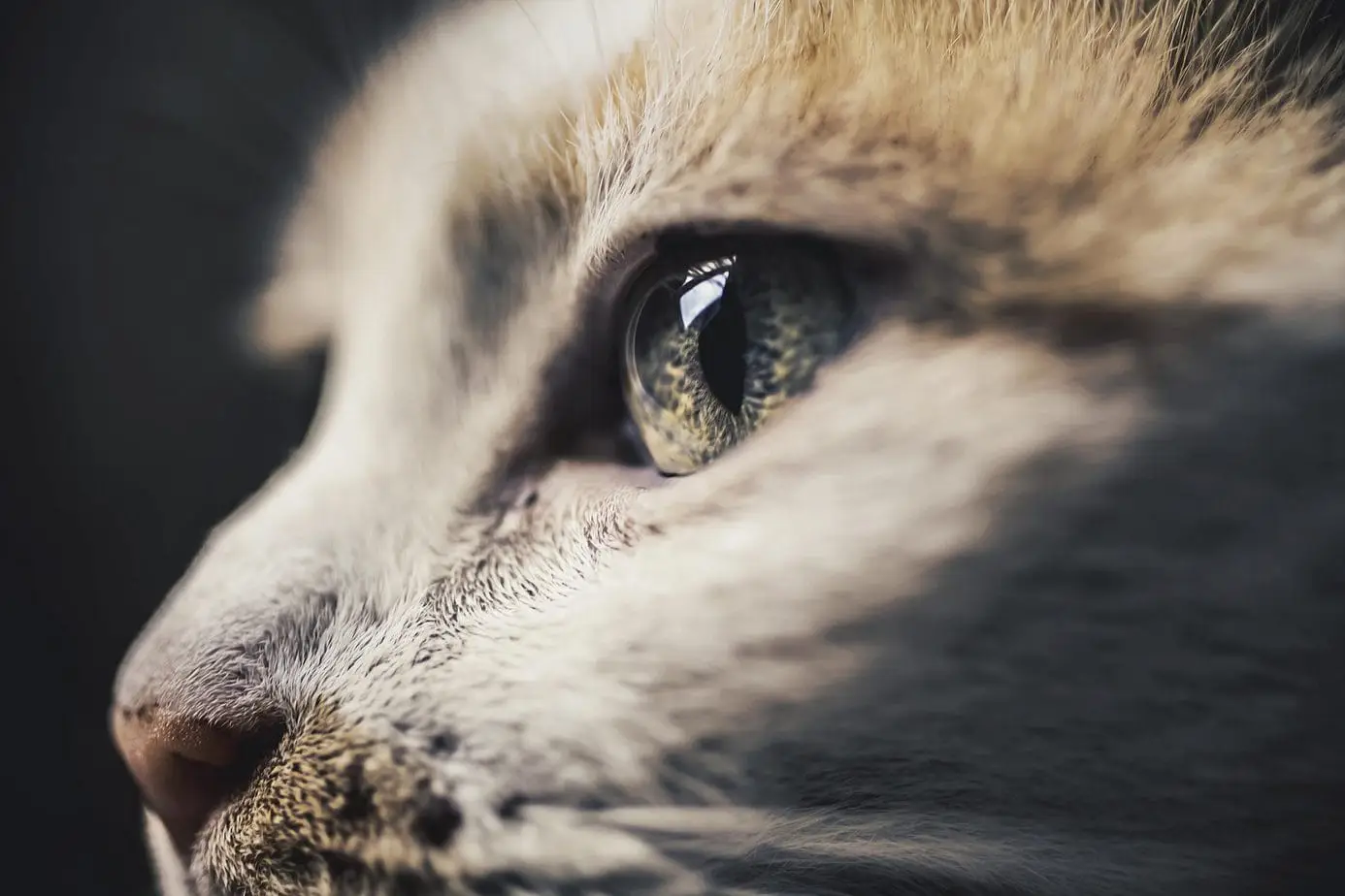 Close up of a cat