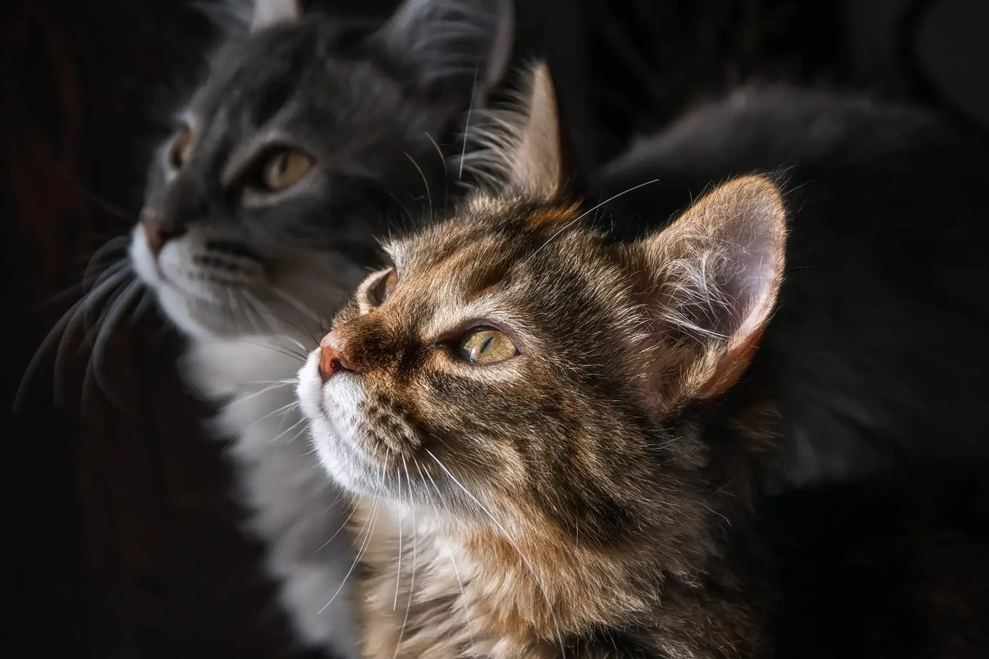 Two beautiful cats
