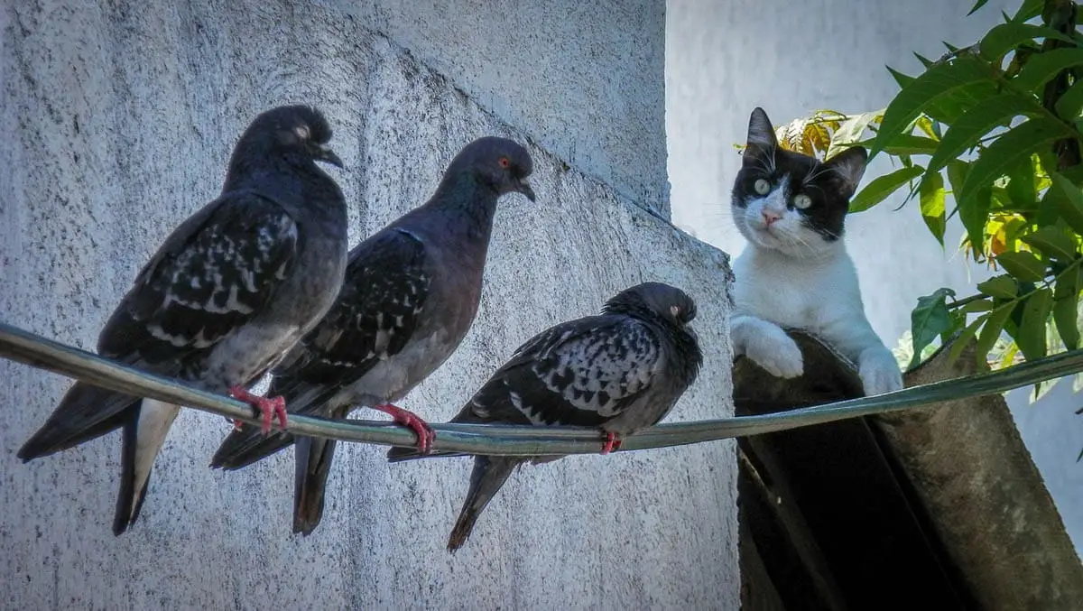 Cat watching birds