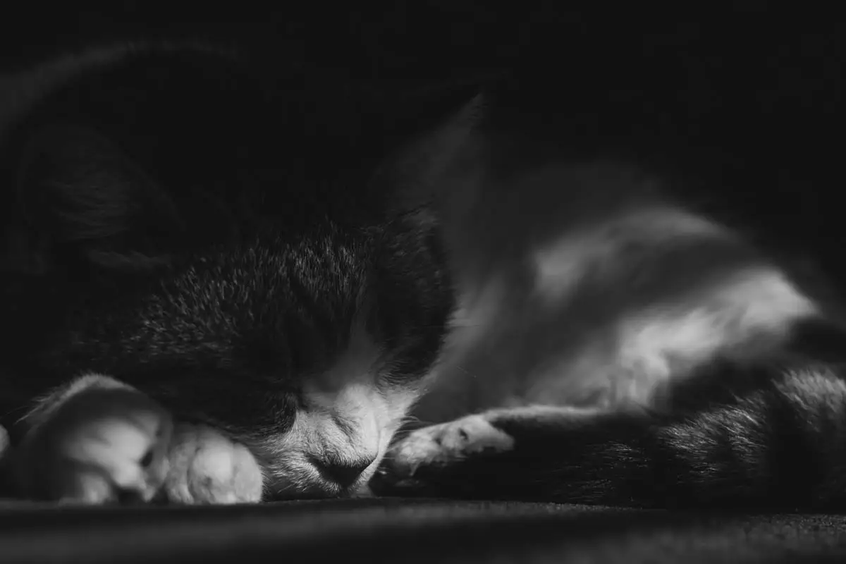 Cat sleeping