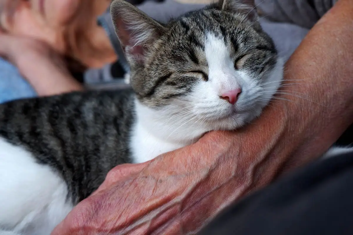 Cats like love and attention