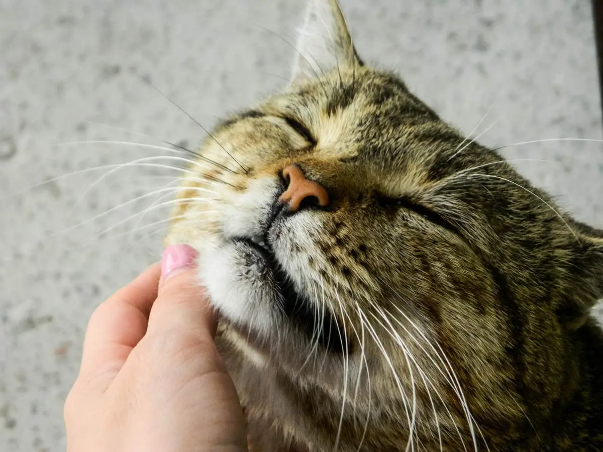 Cats like being scratched
