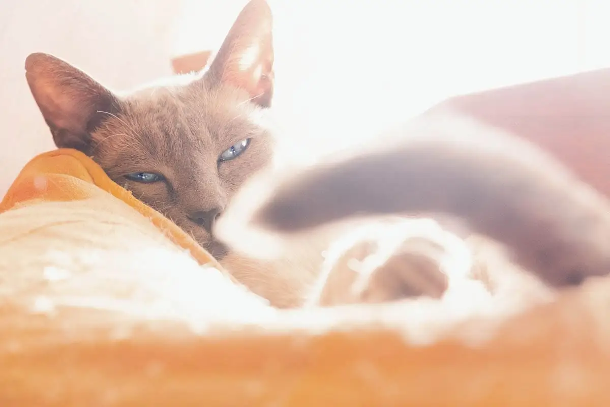 Cat enjoying the sunshine