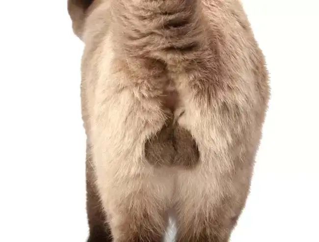 Entire male cat