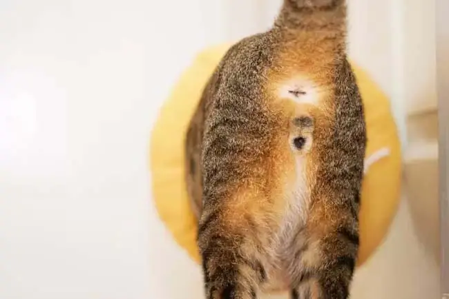 Desexed male cat