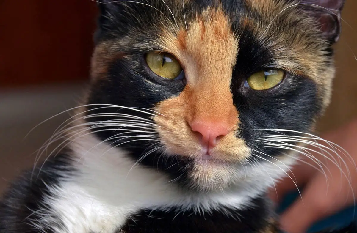 Jak określić rodzaj CAT