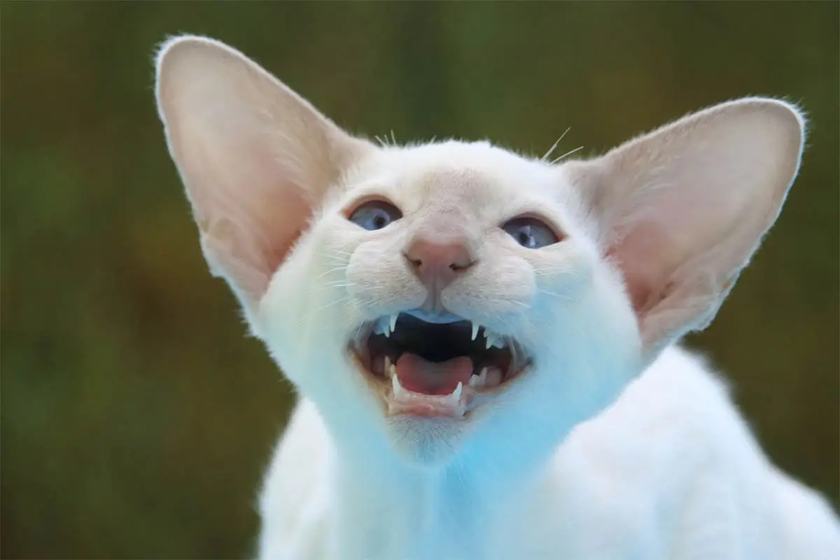 Cat meowing