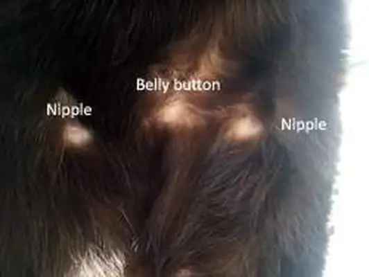 Do cats have a belly button?