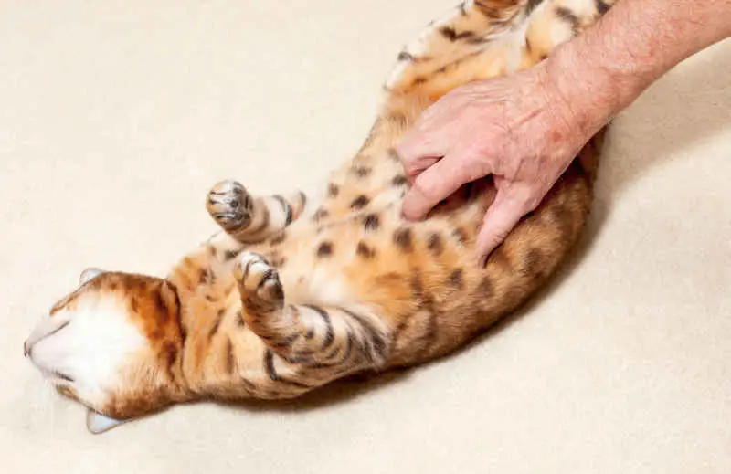 cat getting belly rub