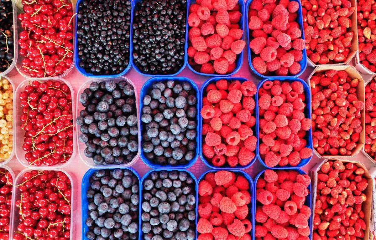 Cats can eat most fruit