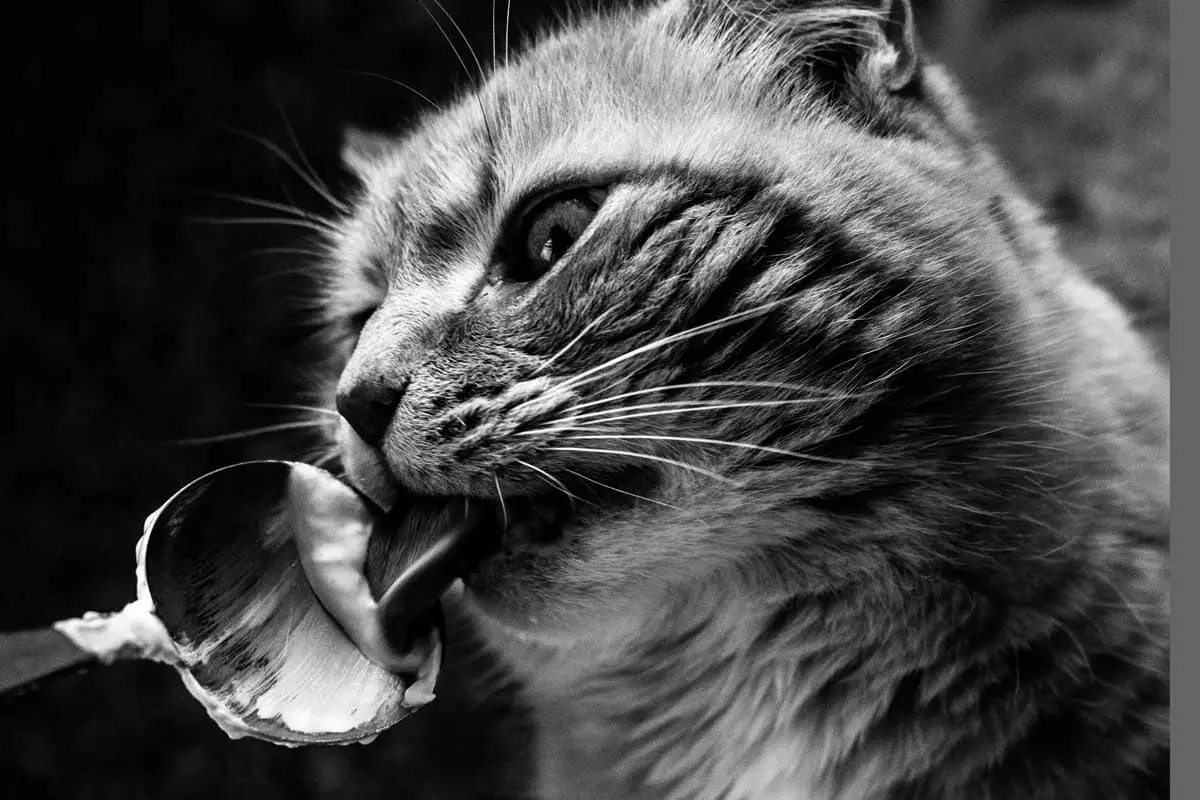 Cats can eat plain yoghurt