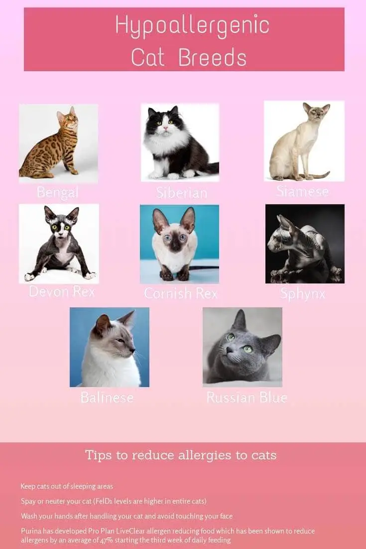 Hypoallergenic cat breeds