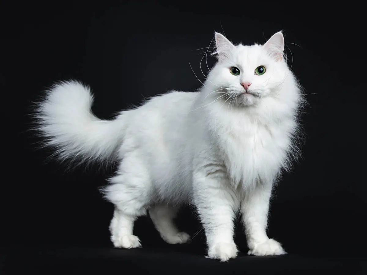 White Siberian cat