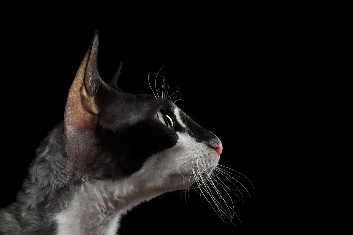 Tuxedo Cornish Rex