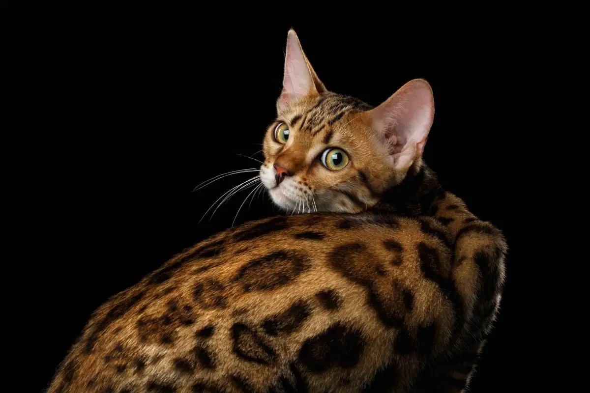 Bengal cat